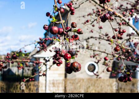 Une branche lourde chargée de pommes de crabe rouge des dernières saisons, de certaines crevettes et le début de nouvelles feuilles de printemps Banque D'Images