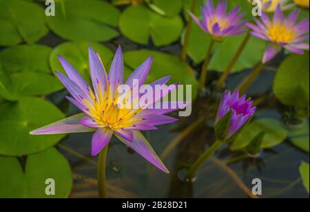 Bleu étoile d'eau lily, ou fleur de lotus bleu, Nymphea stellata, fleur nationale du Sri Lanka Banque D'Images