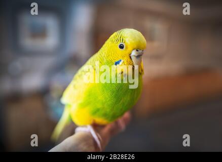 Joli parakeet de bourgegerigar jaune et vert assis sur un doigt humain avec un intérieur de maison dans le doux foyer dans l'arrière-plan Banque D'Images