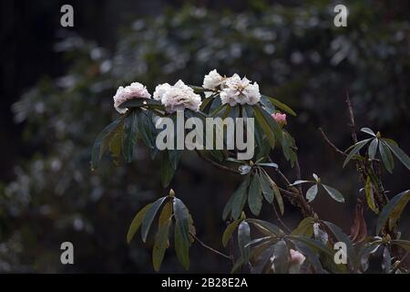 Rhododendron blanc fleuri dans la forêt des contreforts himalayens bhoutanais Banque D'Images