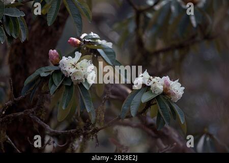 Rhododendron blanc fleuri dans la forêt des contreforts himalayens bhoutanais Banque D'Images