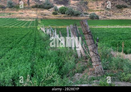 Longue ligne de clôture de poteau en bois menant à la colline sèche brun haut désert séparant les champs irrigués de luzerne verte qui poussent de chaque côté de l'ancien Banque D'Images