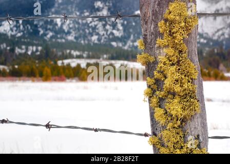 Gros plan de la mousse jaune qui pousse sur un poteau de clôture en bois sec avec un fil barbelé traversant et isolé sur le fond d'hiver bokeh Banque D'Images