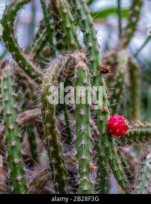 Gros plan détaillé d'un cactus harrisia tortuosa avec un fruit rouge Banque D'Images