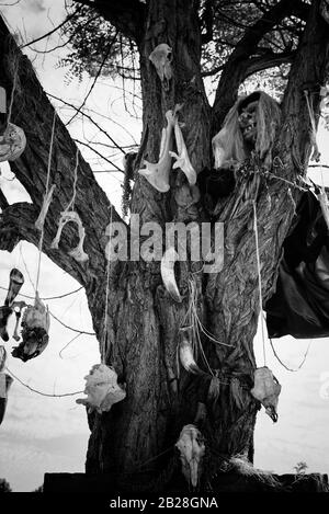 Arbre avec des crânes d'animaux, détail de la sorcellerie et la superstition Banque D'Images