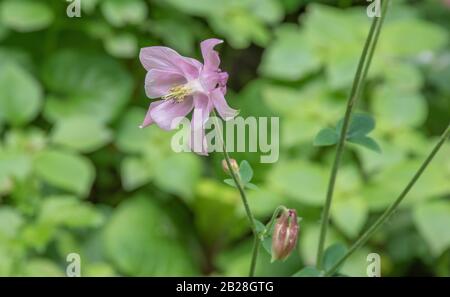 Fleur rose sur un pré vert dans la forêt Banque D'Images