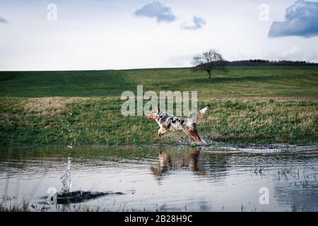 chien de berger australien sautant dans l'eau en face du gras vert Banque D'Images