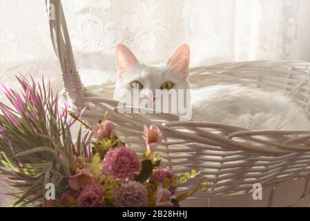 Magnifique chat blanc dans un panier en osier avec lumière douce et fleurs, somollit l'arrière-plan. Mignon chaton blanc. Banque D'Images