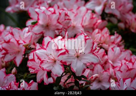 Rhododendron simsii 'achsenstern' fleurit avec de belles fleurs blanches et rouges Banque D'Images