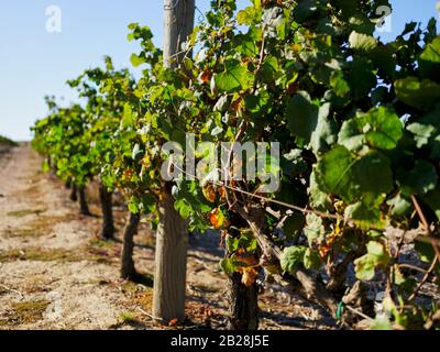 Image haute résolution d'un vignoble et de terres agricoles dans la région viticole du Cap occidental en Afrique du Sud. Pas de gens. Banque D'Images