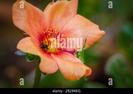 Abeille et sauterelle à la recherche de miel sur une fleur d'orange entièrement fleuri. Banque D'Images