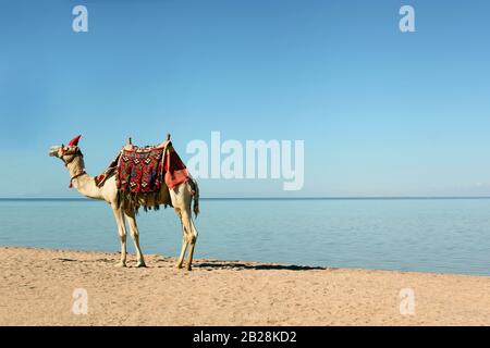 Chameau marchant le long des sables blancs sur la plage en Egypte à Charm el-Cheikh. Pointe sud de la péninsule du Sinaï Banque D'Images