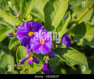 Lycianthes rannetii gros plan de fleurs. Fleur pourpre de solanum au printemps Banque D'Images