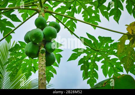 Papayas frais sur un arbre de papaya. De Kerala, Inde. Banque D'Images
