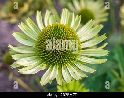 Pétales de fleurs blanc vert centré de l'échinacée plante vivace, Echinacea purpurea 'Milkshake' Banque D'Images