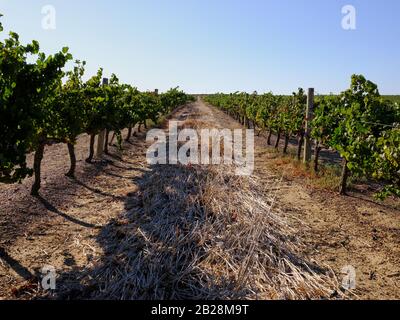 Image haute résolution d'un vignoble et de terres agricoles dans la région viticole du Cap occidental en Afrique du Sud. Pas de gens. Banque D'Images