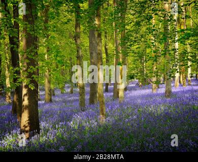 Bois de Bluebell avec tapis bleu vif sous couvert de hêtre Banque D'Images