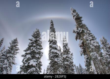 Une grande flèche comme des pins à ciel couvert de neige rétro-éclairés s'élevant vers le ciel avec le soleil reflétant l'atmosphère froide dans une arche l Banque D'Images