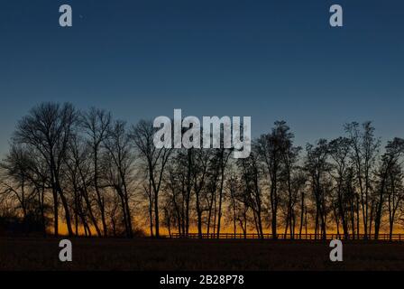 Silhouette de nombreux arbres qui poussent sur la ligne de clôture au crépuscule profond de la soirée avec l'orange de la journée donnant lieu au bleu de la nuit Banque D'Images