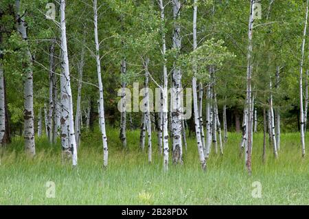 Arbres à tremble blanc avec craquement dans un groupe avec des feuilles vertes courant les branches et dans le champ vert herbacé Banque D'Images