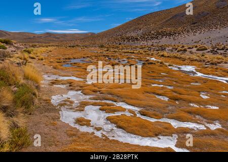 Paysage péruvien de la feathergrass avec de l'herbe de plumes (jarava ichu), des hautes Andes, des Andes, la province de Jujuy, Argentine Banque D'Images