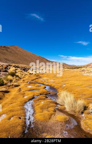 Paysage péruvien de la feathergrass avec de l'herbe de plumes (jarava ichu), des hautes Andes, des Andes, la province de Jujuy, Argentine Banque D'Images