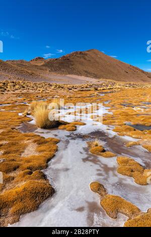 Paysage péruvien de la feathergrass avec de l'herbe de plumes (jarava ichu), des hautes Andes, des Andes, la province de Jujuy, Argentine Banque D'Images