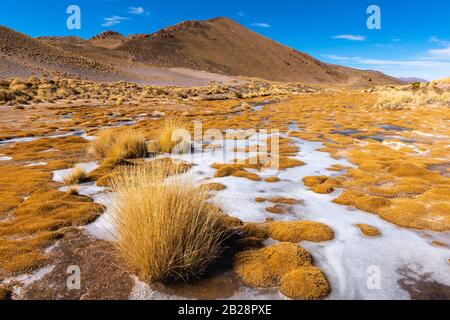 Paysage péruvien de la feathergrass avec de l'herbe de plumes (jarava ichu), des hautes Andes, des Andes, la province de Jujuy, Argentine Banque D'Images