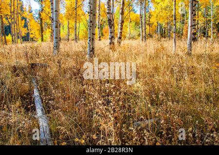 Arbres à tremble blanc barré dans un champ sous couvert doré d'automne de feuilles jaunes avec des herbes hautes brunes de fin de saison au premier plan Banque D'Images