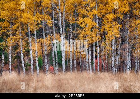 Arbres à tremble blanc barré dans un champ sous couvert doré d'automne de feuilles jaunes avec des herbes hautes brunes de fin de saison au premier plan Banque D'Images