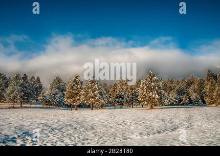 Vue panoramique sur une scène hivernale d'arbres à fourrure enneigés sous une couverture de brouillard avec des coups de ciel bleu Banque D'Images