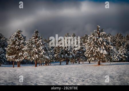 Scène hivernale d'arbres à fourrure floqués de neige sous une couverture de brouillard avec des coups de ciel bleu Banque D'Images