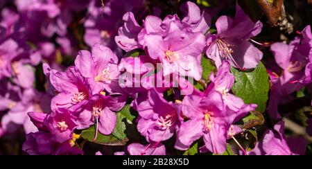 Rose alpine à feuilles de rouille en fleurs Banque D'Images