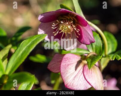 Rose de neige orientale en forme de hellebore en fleurs Banque D'Images