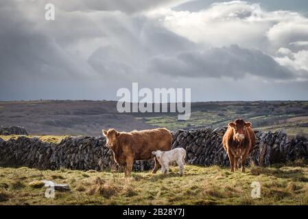 Deux vaches et un veau dans un champ éloigné en Irlande avec des murs en pierre Banque D'Images