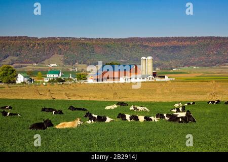 Le bétail Holstein dans une ferme laitière de la vallée de Kishacoquillas, dans le comté de Mifflin, en Pennsylvanie Banque D'Images