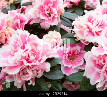 Photo de la plante azalée aux couleurs roses blanches. Gros plan. Banque D'Images