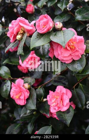 Gros plan sur les magnifiques fleurs roses et bourgeons de camellia japonica, cultivar à double fleur. Feuilles vert foncé avec de l'eau, gouttes de rosée. Floraison Banque D'Images