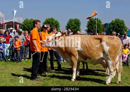 'Pferdemarkt' (marché des chevaux) à Beerfelden (partie d'Oberzent): L'éleveur présente la vache Rotbunt, district d'Odenwald, Hesse, Allemagne Banque D'Images