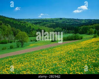 Pré avec pissenlit dans la vallée de Himbächel près de Hetzbach (partie d'Oberzent) dans la région d'Odenwald, district d'Odenwald, Hesse, Allemagne Banque D'Images