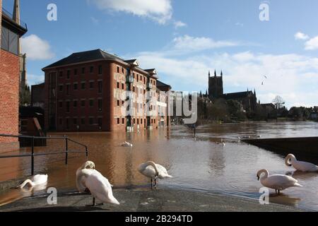 Worcester Cathederal, Worcester City, Angleterre, Royaume-Uni, 13/02/2014 . Rivière Inondée Severn Du Pont Sabrina. Flood Peak Time River a fait éclater ses rives et les drains d'orage se sont sauvegardés après une forte chute de pluie. Banque D'Images