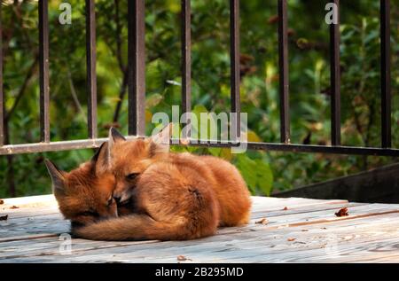 Gros plan sur deux renards rouges de bébé (Vulpes vulpes) qui s'emmêlent après s'être fait jouer, Mid-Atlantic, États-Unis, couleur Banque D'Images