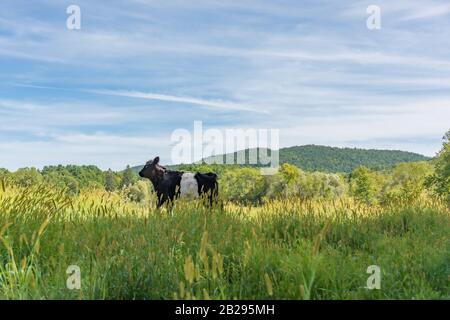 Veau Galloway noir et blanc avec ceinture dans une herbe longue dans un pré d'été en Nouvelle-Angleterre, aux États-Unis Banque D'Images