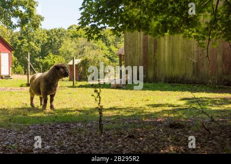 Deux moutons se reposant près de la vieille grange le jour chaud d'été de carmon Banque D'Images