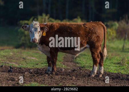 Hereford heifer debout dans le champ devant les bois Banque D'Images