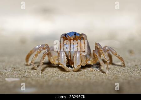 Soldat Crab - Mityranis platycheles espèces de crabe trouvées sur des vasières sur la côte est de l'Australie de Tasmanie et de Victoria au Queensland, vivent dans Banque D'Images