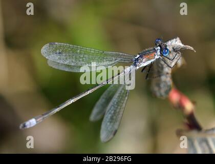 Emerald Damselfly - Lestes sponsora damselfly, avec une large distribution Palaearctique. Il est connu communément comme l'émeraude damselfly ou la tartinade commune Banque D'Images