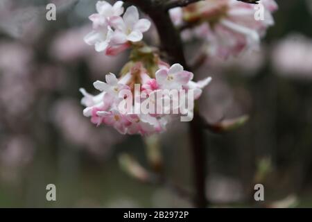 Viburnum Viburnum farrei Stearn, La racine De Culver Banque D'Images