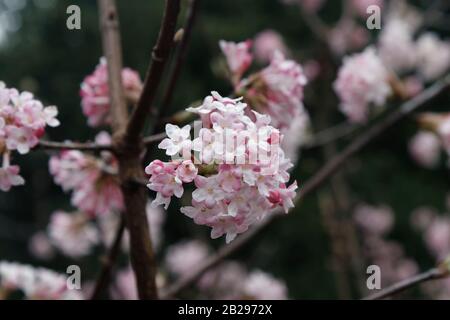 Viburnum Viburnum farrei Stearn, La racine De Culver Banque D'Images