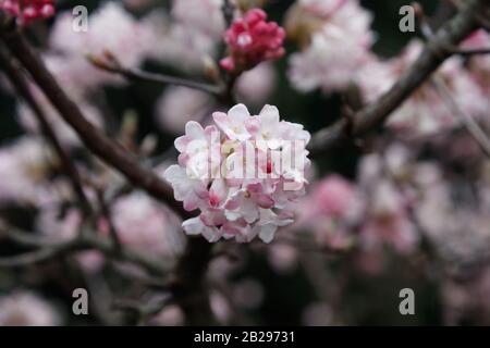 Viburnum Viburnum farrei Stearn, La racine De Culver Banque D'Images